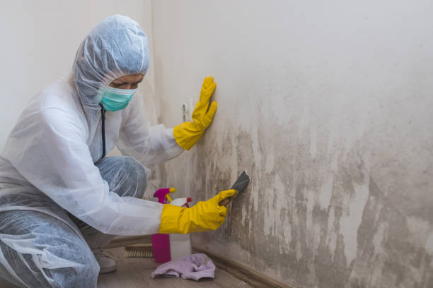 Best Commercial Mold Inspection  in Ohioville, PA