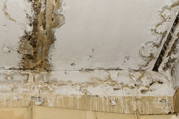 Mold Documentation for Insurance Claims in Ohioville, PA